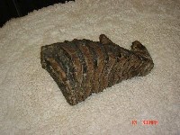 藏品(象齒)的圖片